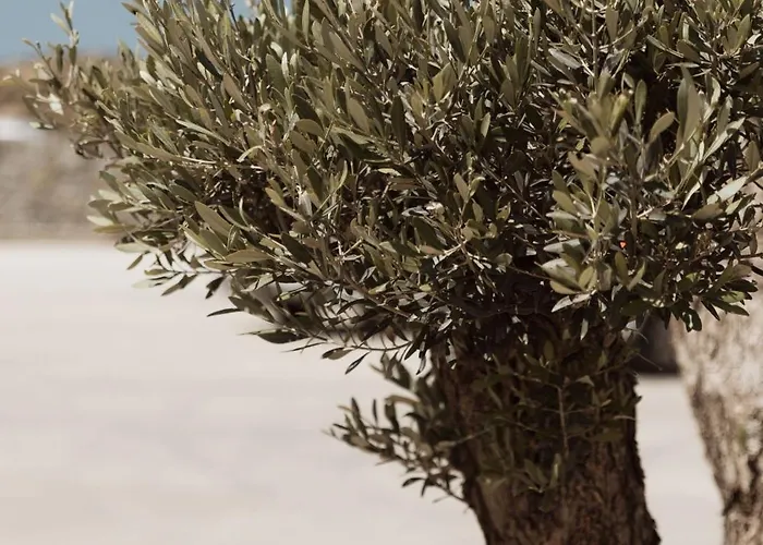 Szálloda Mazera Boutique Mykonos Town